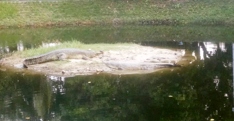 জমে উঠেছে ঘড়িয়াল জুটির সংসার, এখন নতুন অতিথির প্রতীক্ষা