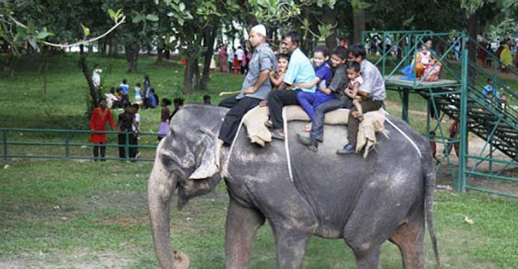 হাতির পিঠে চড়া বন্ধ জাতীয় চিড়িয়াখানায়