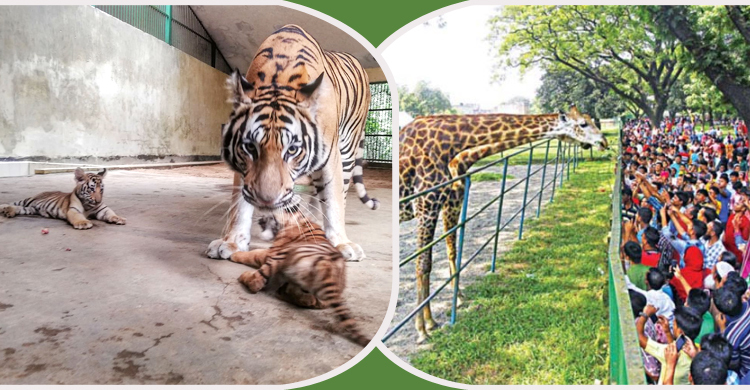 সিঙ্গাপুর-মালয়েশিয়ার আদলে বদলে যাচ্ছে জাতীয় চিড়িয়াখানা
