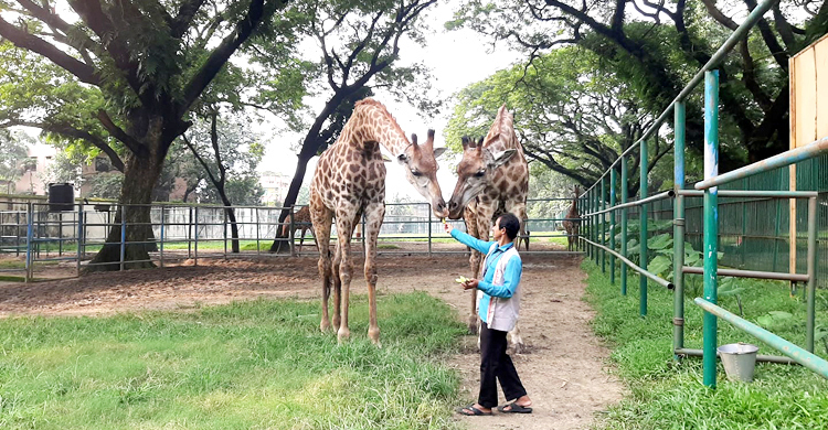 চিড়িয়াখানা ব্যবস্থাপনায় হচ্ছে আইন