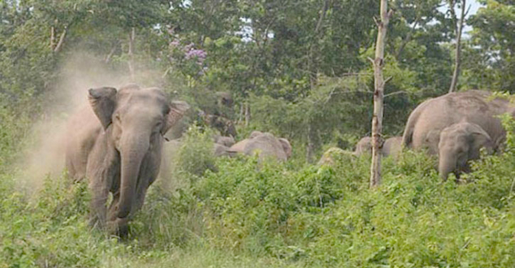 বন্যহাতির আক্রমণে রোহিঙ্গার মৃত্যু