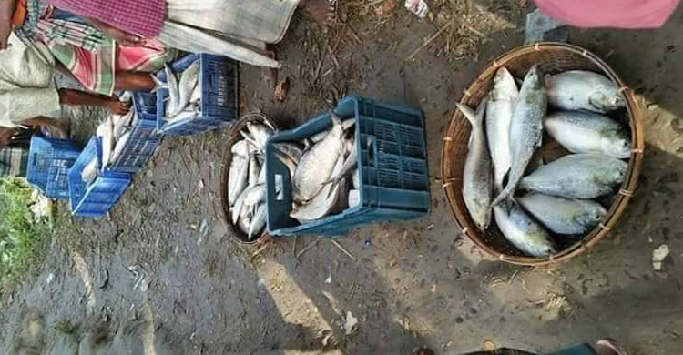 নিষিদ্ধ সময়েও বরিশালের শতাধিক স্থানে চলছে ইলিশের কেনা-বেচা