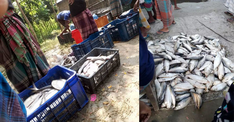 চাঁদপুরের চরাঞ্চলে জমজমাট ইলিশের হাট