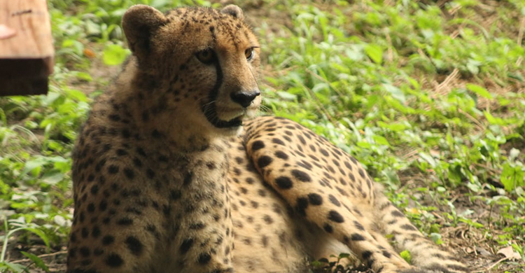 জাতীয় চিড়িয়াখানার নতুন অতিথি বিলুপ্তপ্রায় চিতা