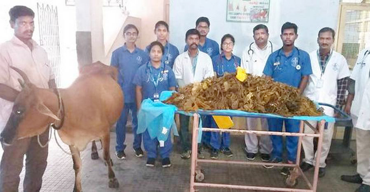 Doctors remove 52kg plastic from cow’s stomach in Tamil Nadu