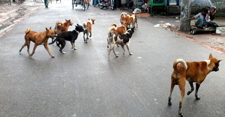 তিন কুকুরের আক্রমণে ব্যবসায়ীর মৃত্যু