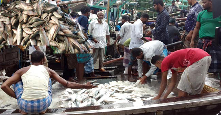 জেলেদের দেড় মণ ইলিশ ভাগাভাগি করে নিল সাংবাদিক-পুলিশ