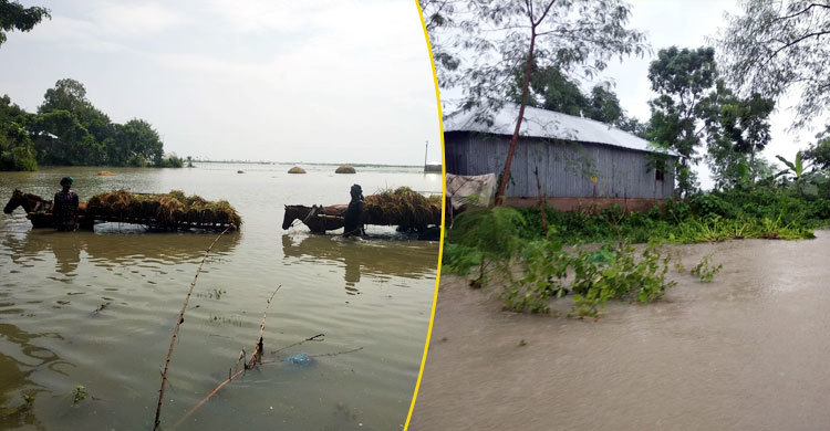 পদ্মার পানি বৃদ্ধিতে ২ হাজার হেক্টর জমির ফসল নষ্ট