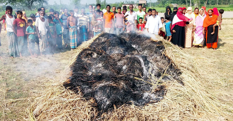 গাবতলীতে কৃষকের ৫০ শতক জমির পাকা ধানে আগুন
