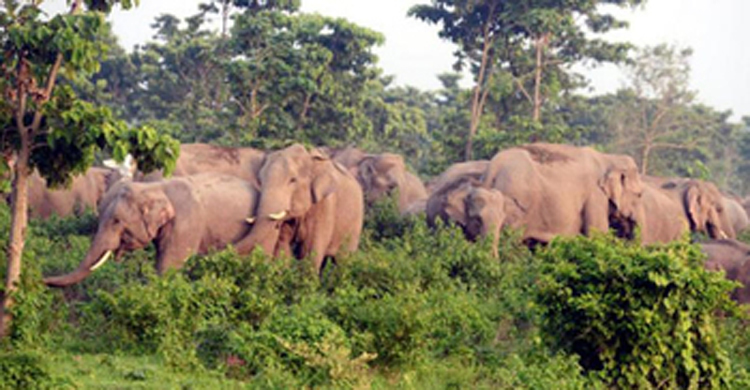 বান্দরবানে বন্য হাতির আক্রমণে যুবক নিহত