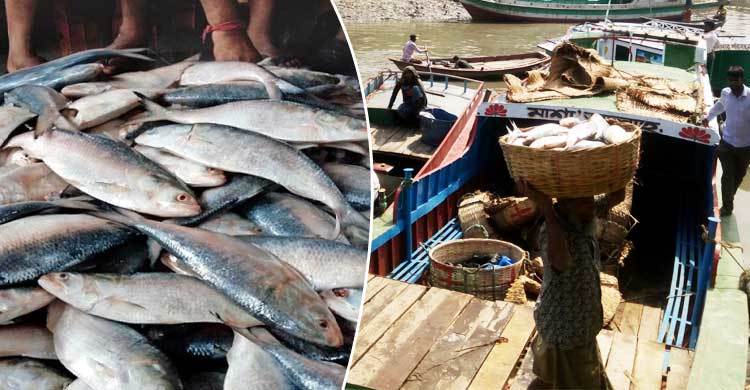 ইলিশের কেজি ২০০ টাকা
