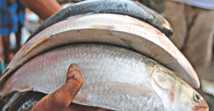 ইলিশ খাওয়া হলো না প্রবাসীর