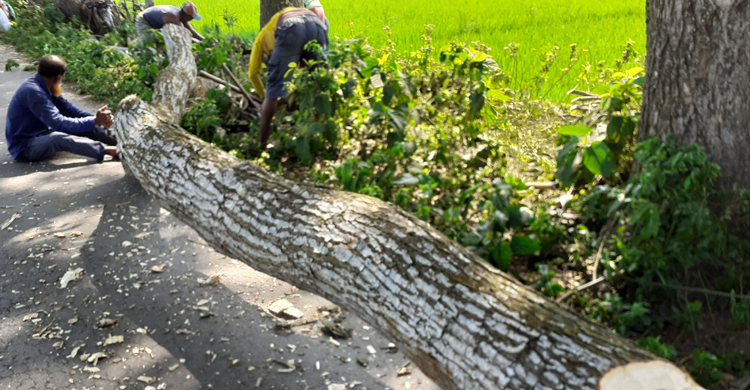 Jashore-Monirampur-tree-