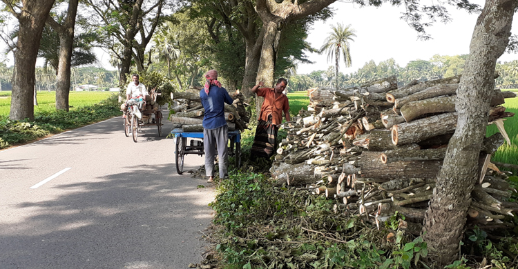 Jashore-Monirampur-tree-