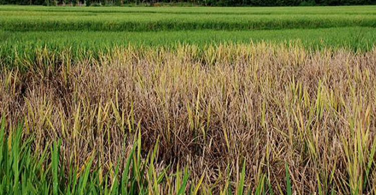 পোকায় দিশেহারা কৃষক, খোঁজ নেই কৃষি কর্মকর্তার