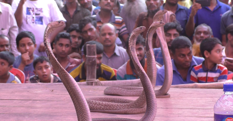 Jhenidah-snake-play3