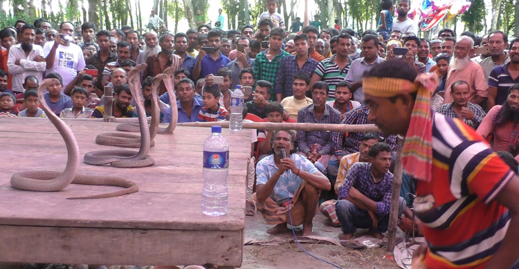 Jhenidah-snake-play3