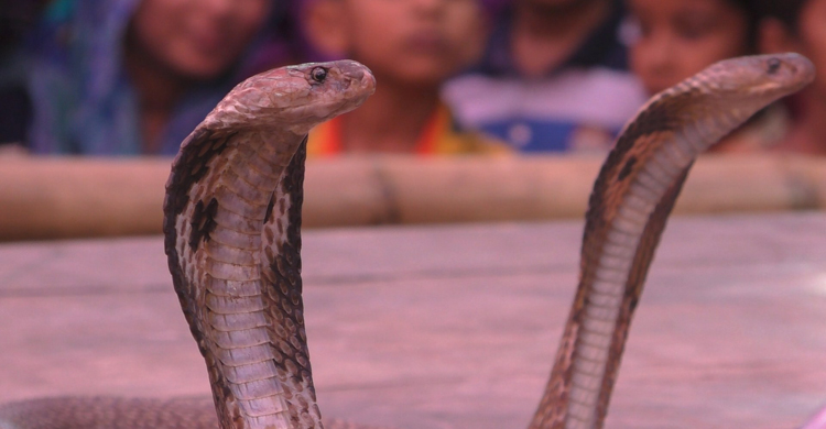 Jhenidah-snake-play3