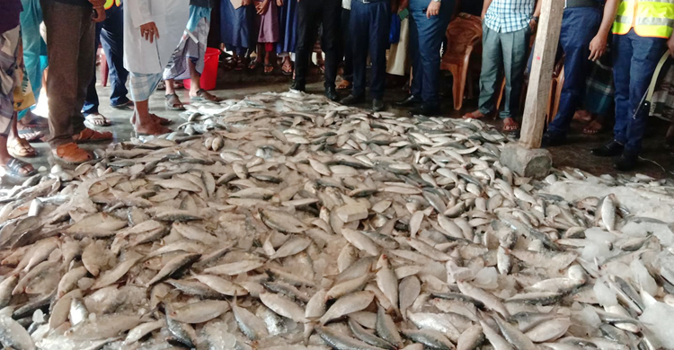 এক হাজার কেজি জাটকা ফেলে পালিয়েছে কারা!