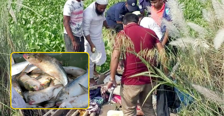পদ্মার ইলিশ বিক্রি হচ্ছে কাশবনে