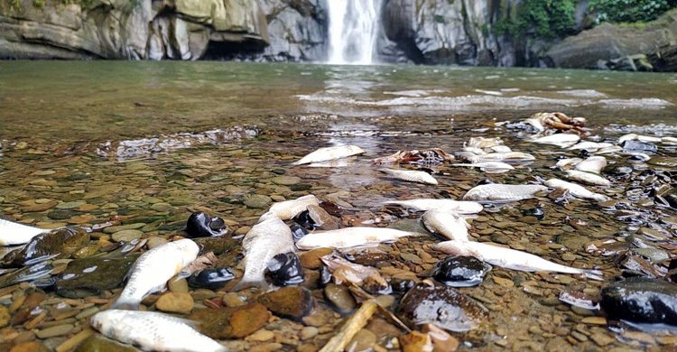 মাধবকুণ্ড জলপ্রপাতে ভাসছে মরা মাছ