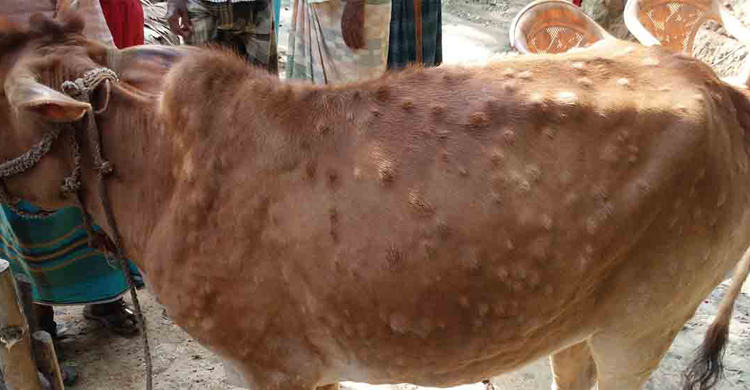 নওগাঁয় রোগাক্রান্ত পশুর মাংস খসে পড়ছে, আতঙ্কে খামারিরা