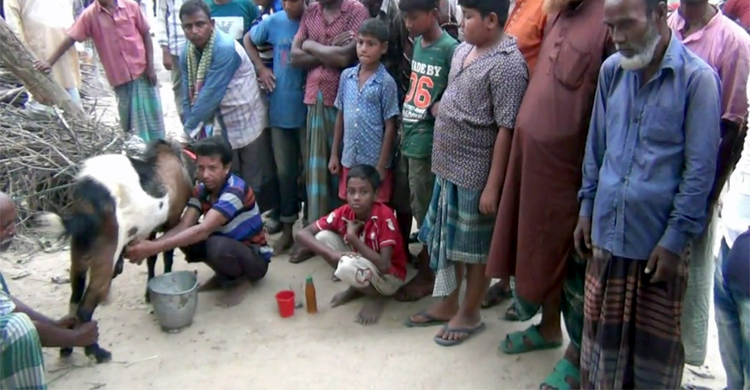 দুধ দিচ্ছে বাবু লালের পাঁঠা