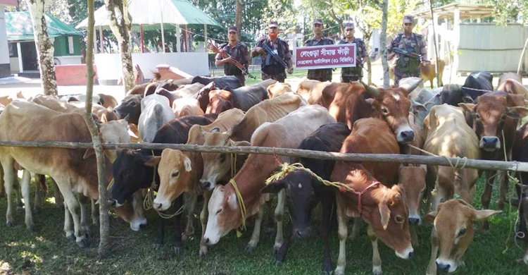 নেত্রকোনা সীমান্তে থামছে না গরু চোরাচালান