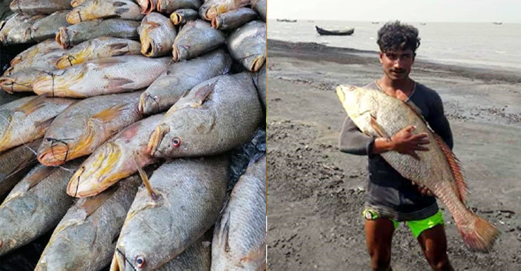 এক জালেই ৪০ লাখ টাকার পোয়া মাছ, ভাগ্যবান জামাল বহদ্দার