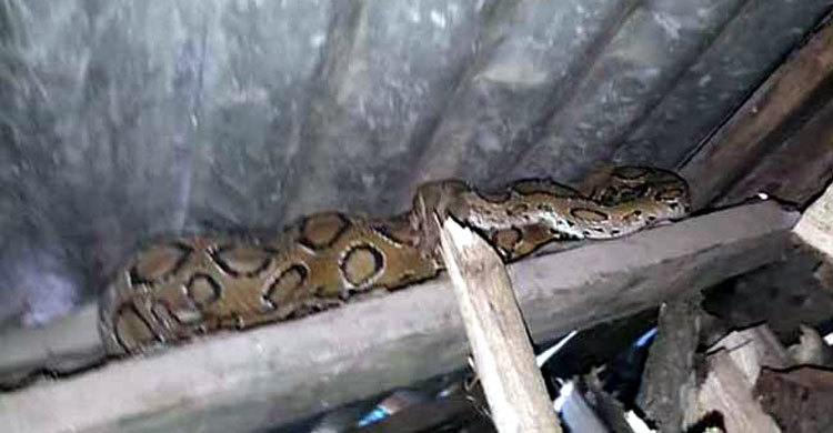 লাকড়ি ভেবে সাপের লেজে হাত, দংশনে নারীর মৃত্যু