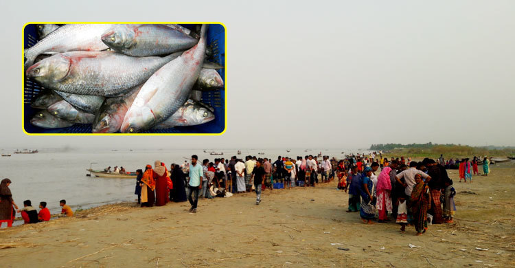 পদ্মায় মা ইলিশ ধরে পাড়েই ৬শ টাকা হালি বিক্রি