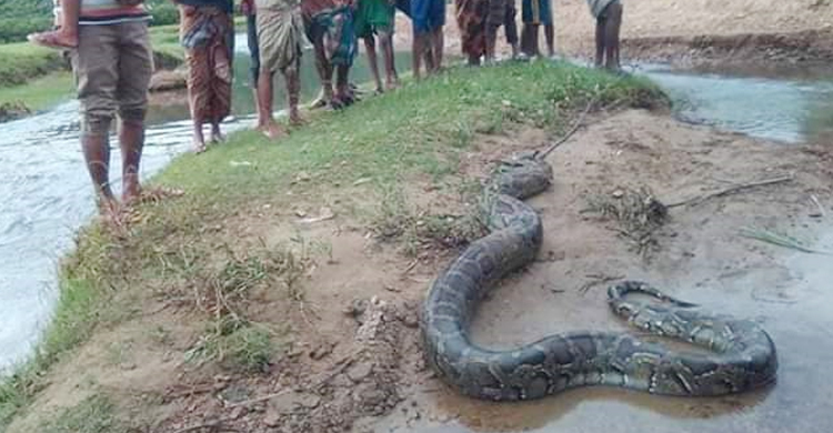 আস্ত হরিণ গিলে হজম করতে পারল না অজগর