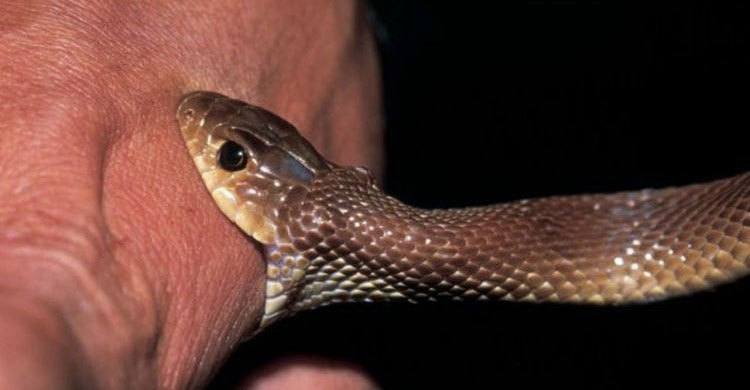 সাপের কামড়ে প্রাণ গেল কৃষকের