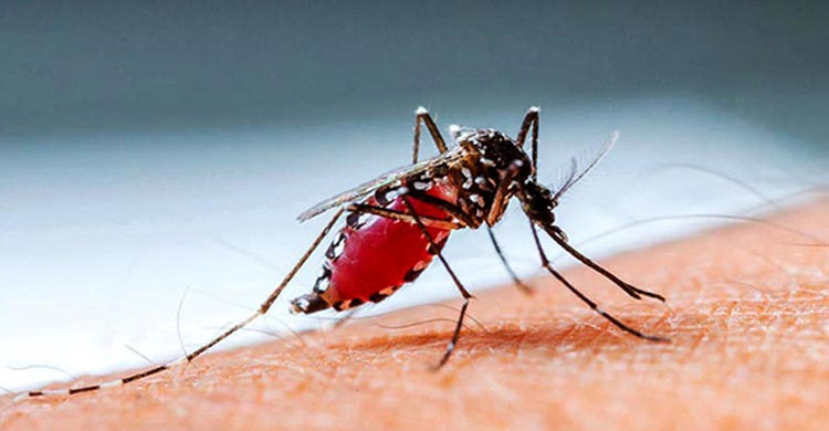 ডেঙ্গুতে খুলনায় আরও একজনের মৃত্যু