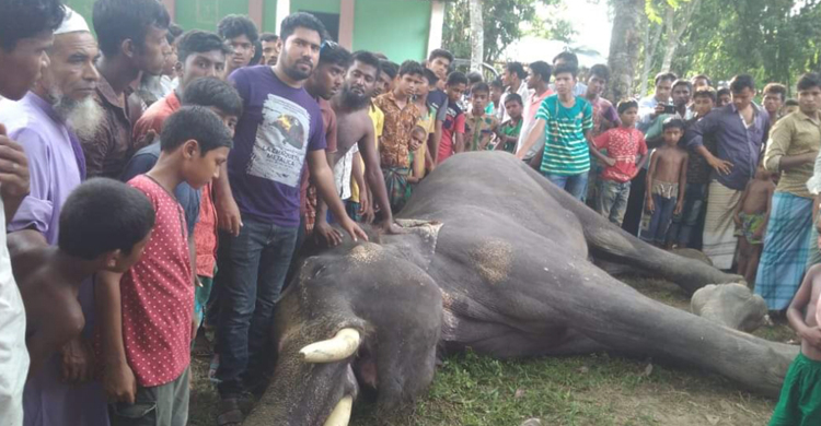 Aditmari-Elephent-Dead