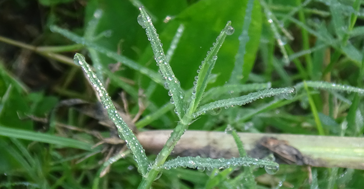 শীতের বার্তা নিয়ে হাজির ভোরের শিশির