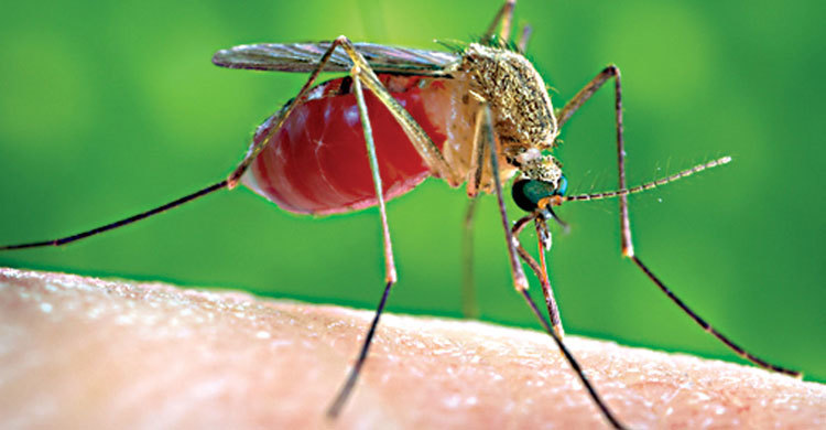 মানুষের রক্ত পান করলে মারা যাবে মশা