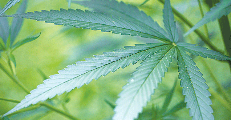 Germany to legalise medicinal marijuana by 2017