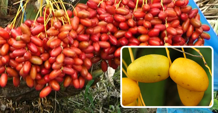 বাংলাদেশেই ফলছে মরিয়ম আজওয়া আম্বার