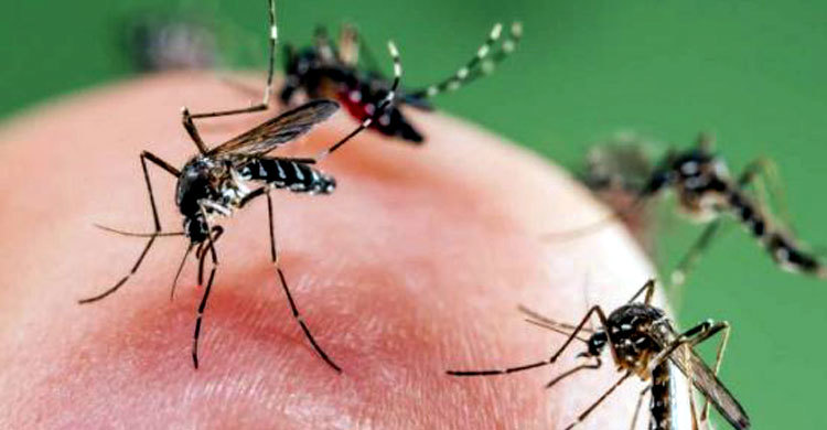 মশা নিয়ে জরিপ হবে চার বিভাগে