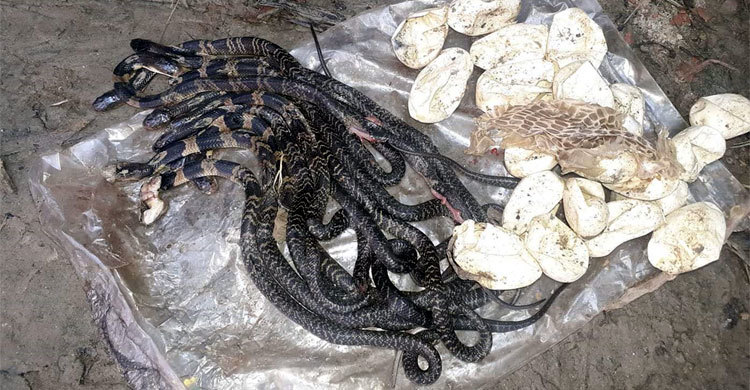 বসতঘর থেকে বের হলো একে একে ১৫ গোখরা