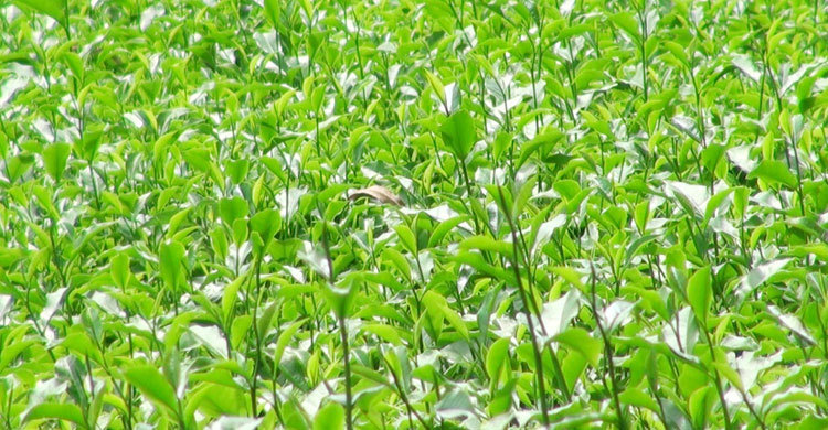 চাষিদের ভুলেই চা পাতার দাম কমার অভিযোগ কারখানা মালিকদের