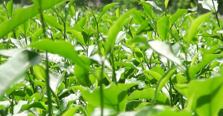 Panchagarh-Tea-Syndicate5