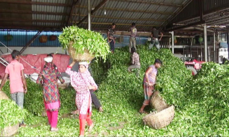 Panchagarh-Tea-Syndicate5