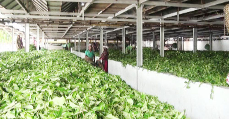 Panchagarh-Tea-Syndicate5