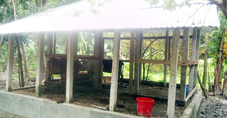 প্রধানমন্ত্রীর আশ্রয়ণ প্রকল্পের ঘরে গরুর বসবাস