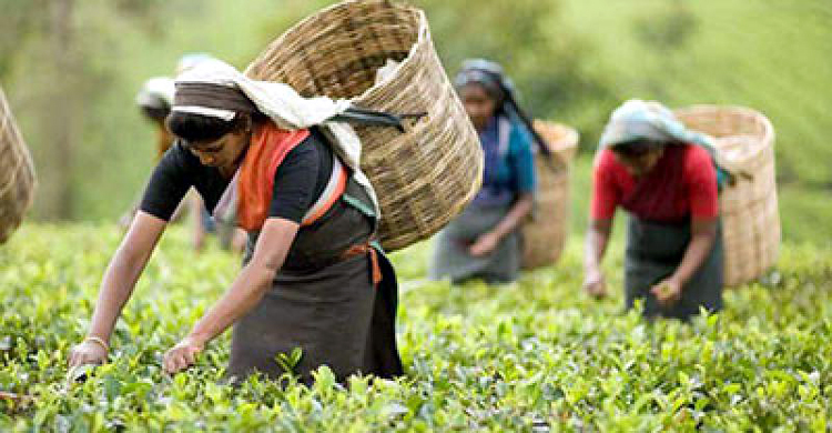 চা উৎপাদনে বিশ্বে বাংলাদেশের রেকর্ড