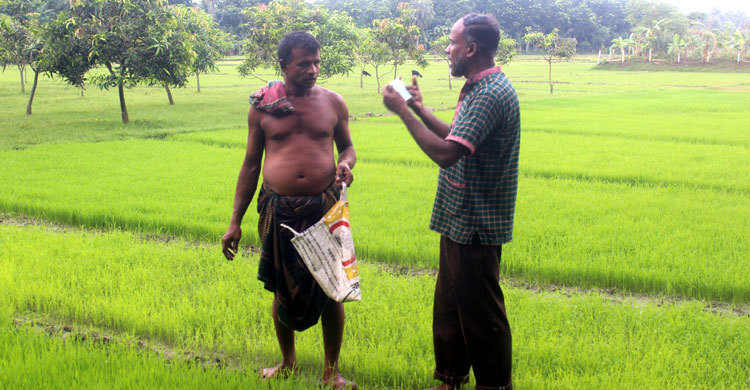 কৃষক দেখলেই ছুটে যান মাদরাসা শিক্ষক এমদাদ