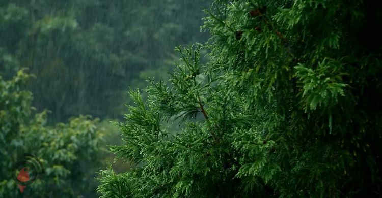 বৃষ্টির পানি গায়ে লাগানো কি সুন্নত?