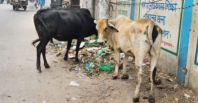 গুরুত্বপূর্ণ সড়কে অবাধ বিচরণ, ২ গরু আটক করলো প্রশাসন